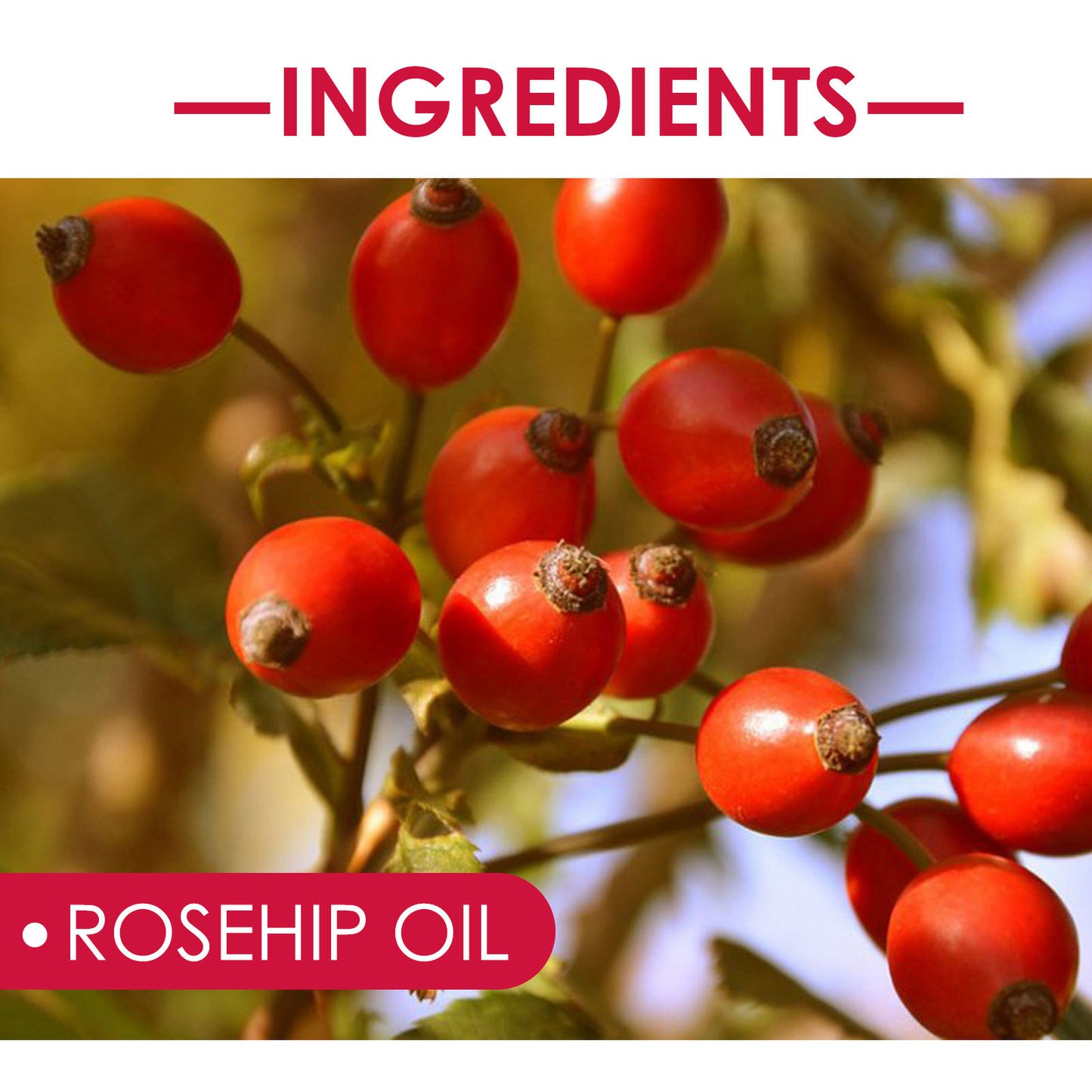 Close-up of rosehip berries on branch highlighting rosehip oil ingredient for rosehip facial oil for glowing skin